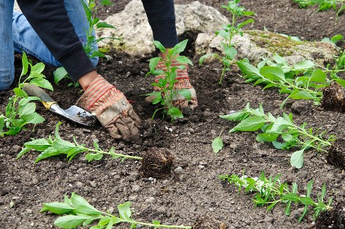 Staff training for safe landscaping work in Alperton